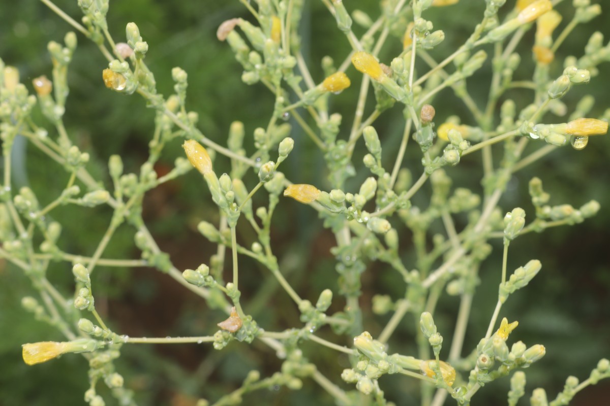 Lactuca sativa L.